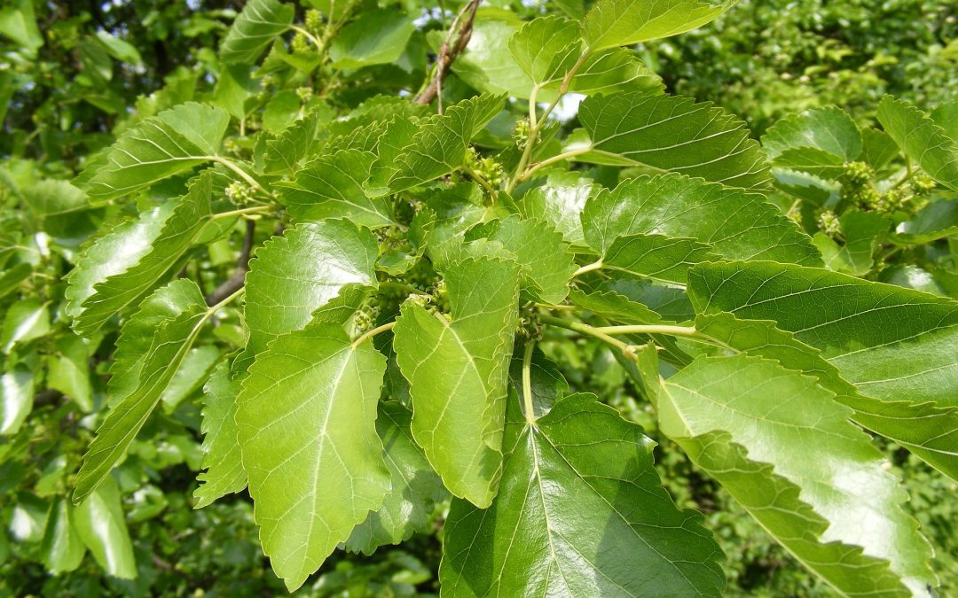 FEUILLES DE Mûrier