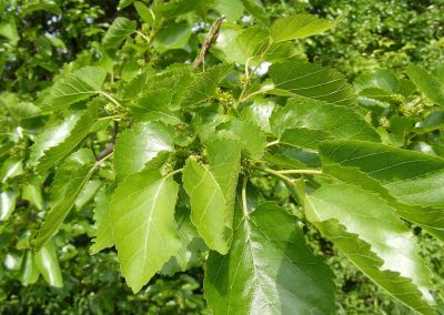 FEUILLES DE Mûrier