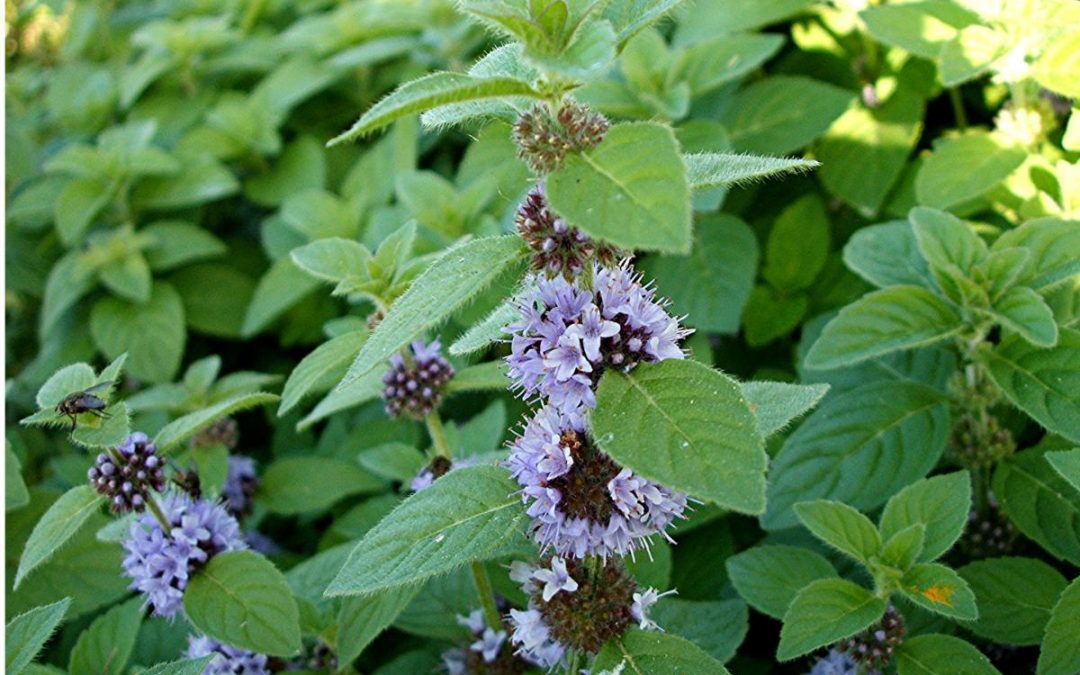 Mentha arvensis essential oil