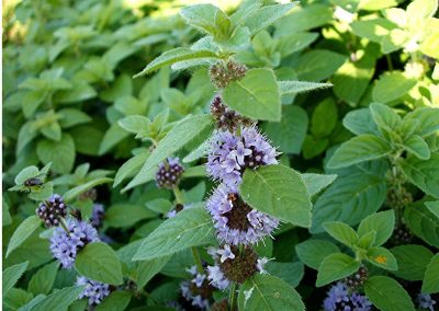 Mentha arvensis essential oil