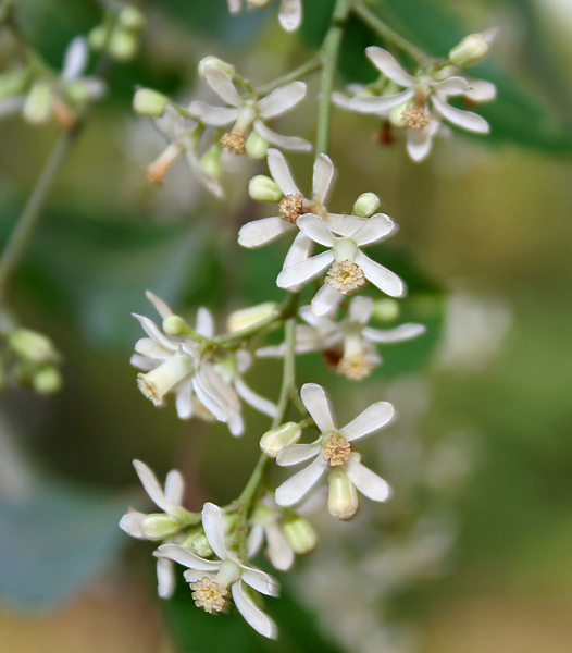 Neem Vegetable Oil