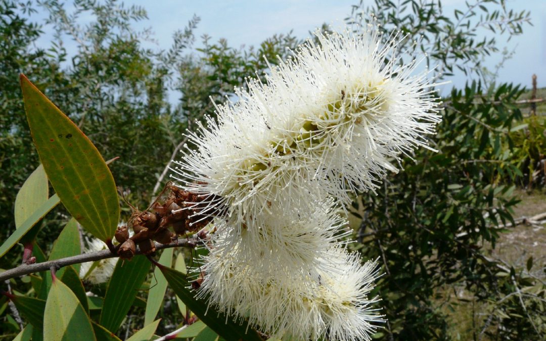 Niaouli essential oil