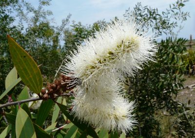 Niaouli essential oil