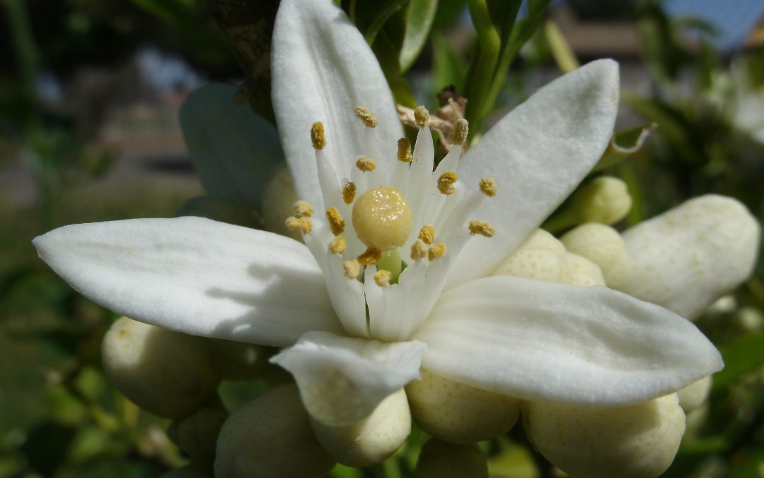 Fleur d’oranger