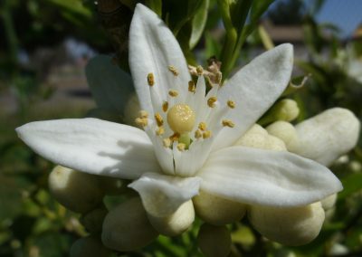 Fleur d’oranger