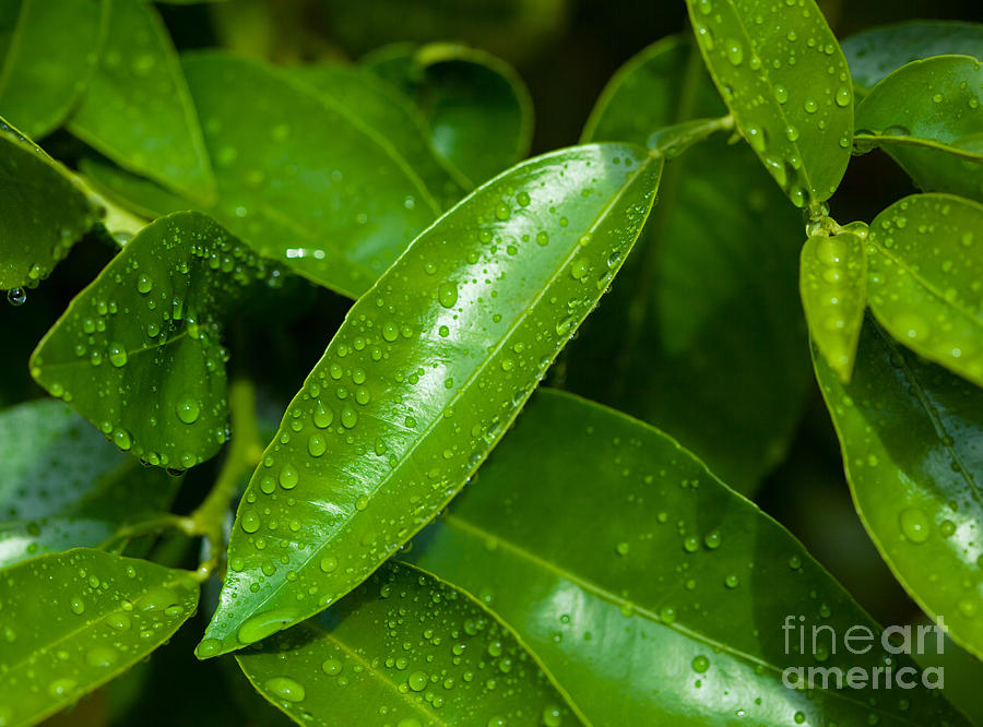 Orange leaves herbs