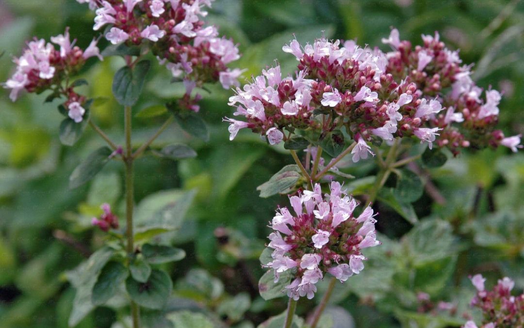 Oregano essential oil