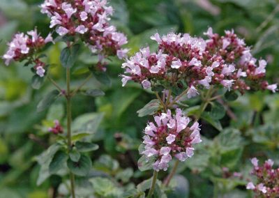 Oregano essential oil