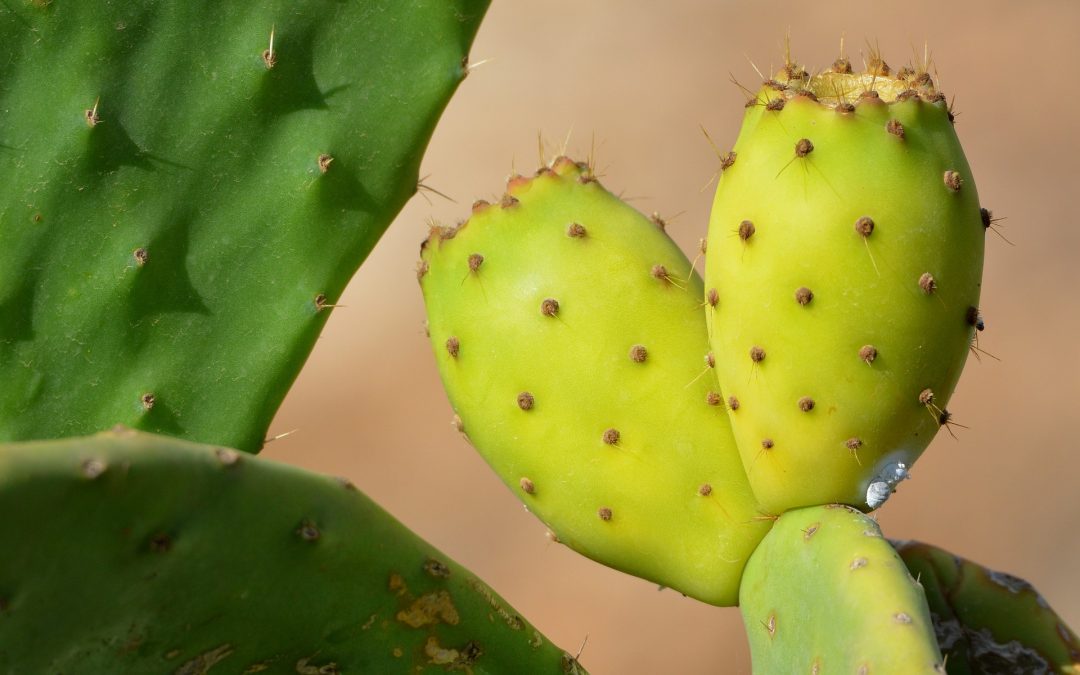The number one name for prickly pear seed oil