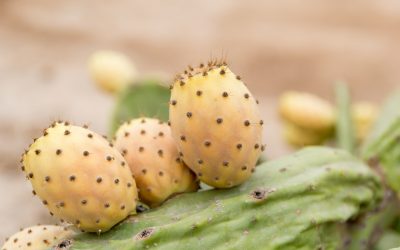 The leading and trusted name for prickly pear seed oil