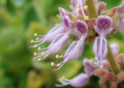 Patchouli essential oil