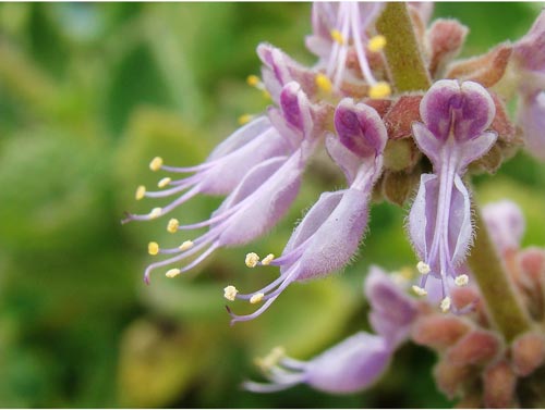 Patchouli essential oil