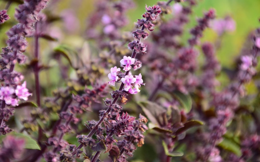 Peppermint essential oil