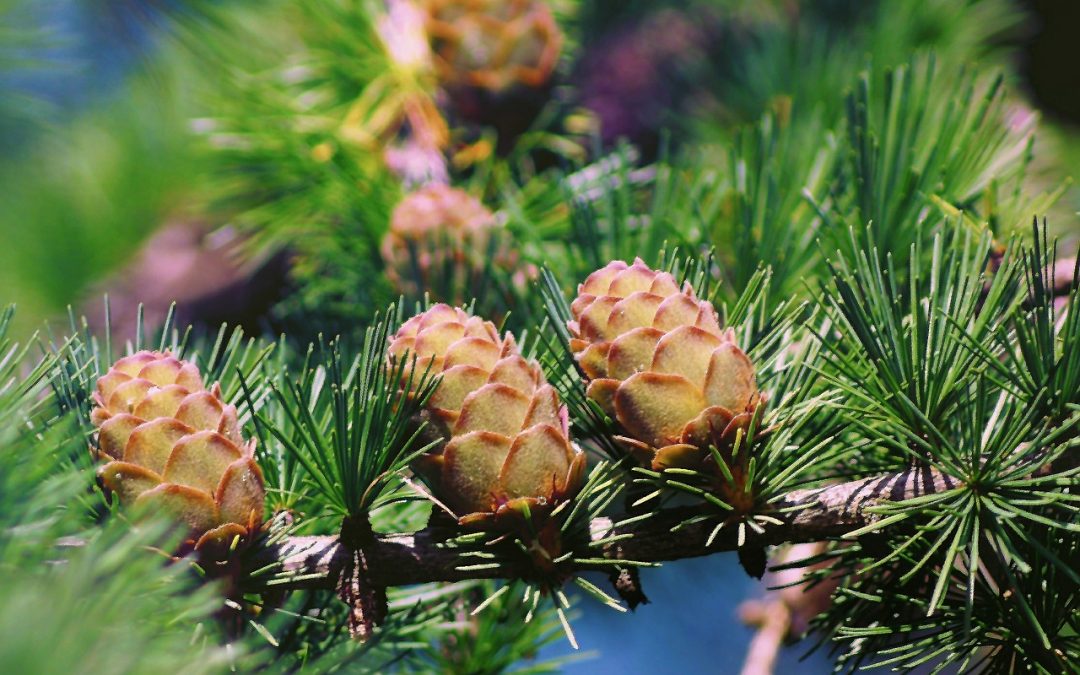 Siberian pine essential oil