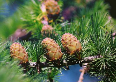 Siberian pine essential oil