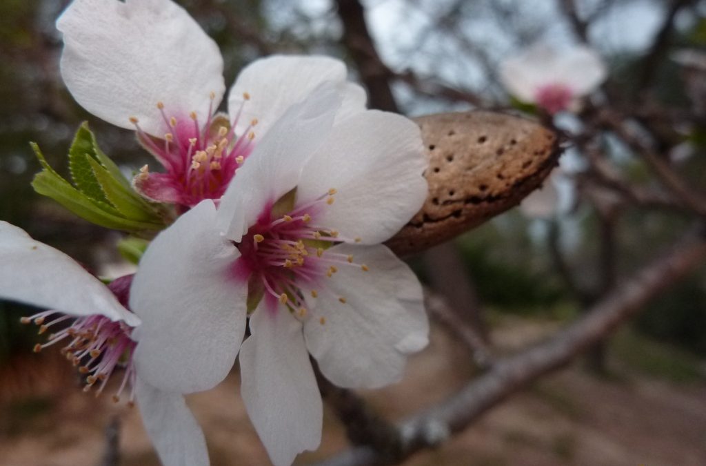 Almond perfume