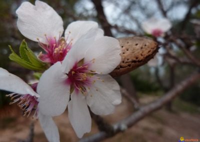 Parfum d’amande