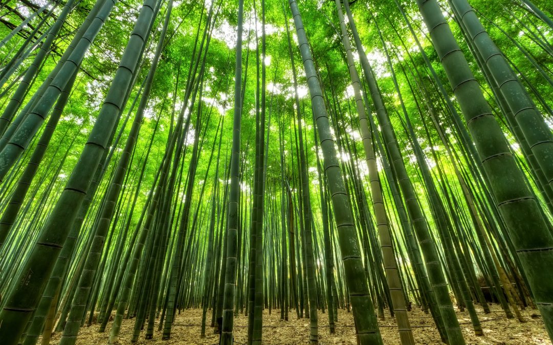 Bamboo perfume