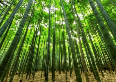 Bamboo perfume