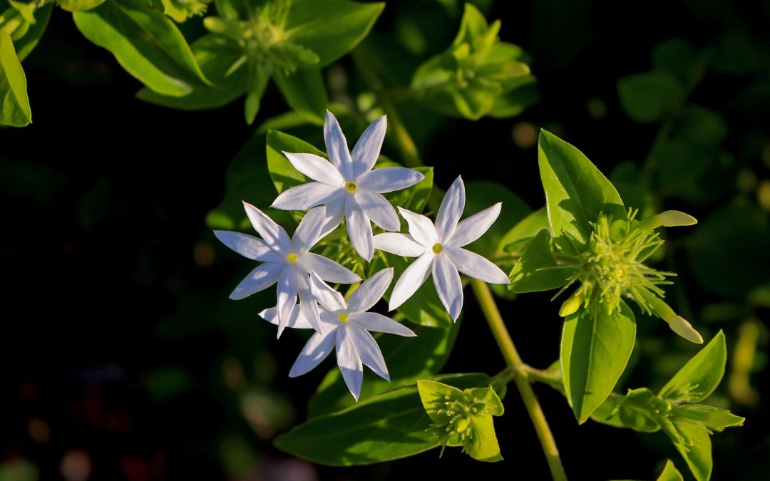 Damascus Jasmin perfume