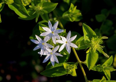 Parfum de jasmin de damas