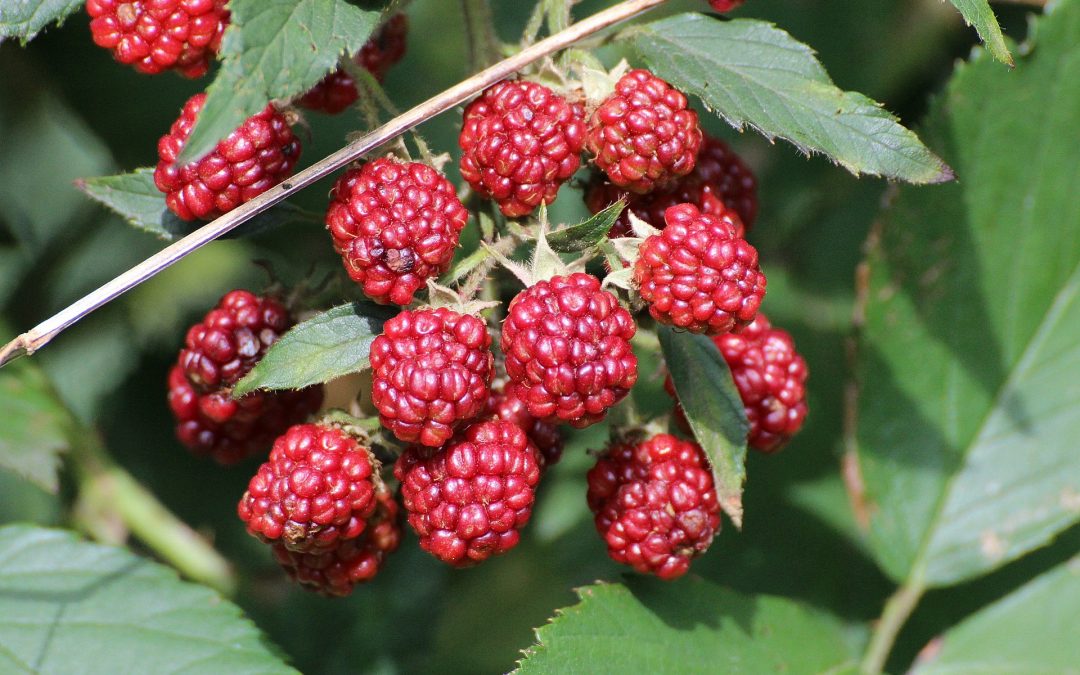 Red fruits perfume