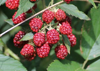 Parfum fruits rouges