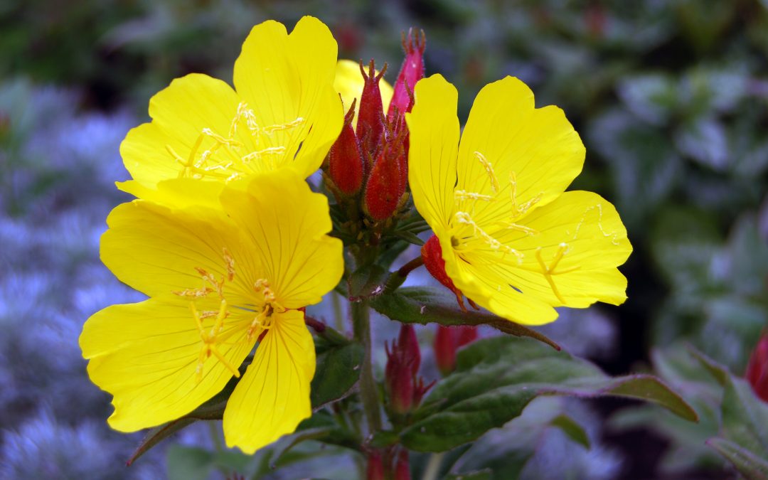 EVENING PRIMROSE VEGETABLE OIL