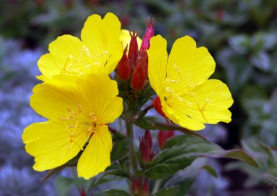 EVENING PRIMROSE VEGETABLE OIL