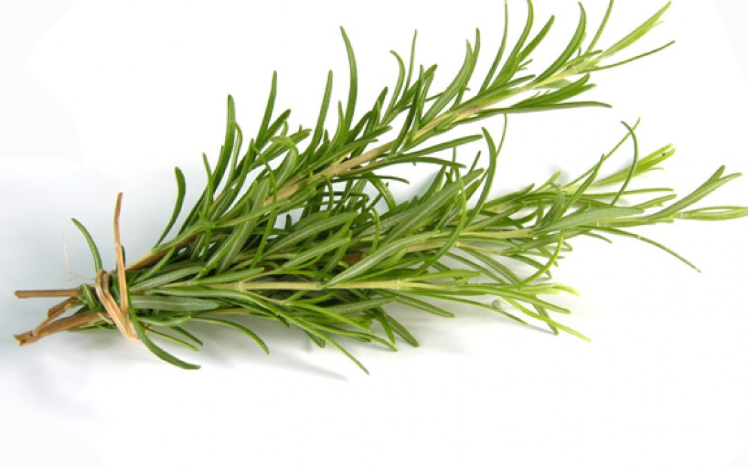 Rosemary herbs