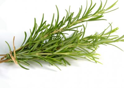 Rosemary herbs