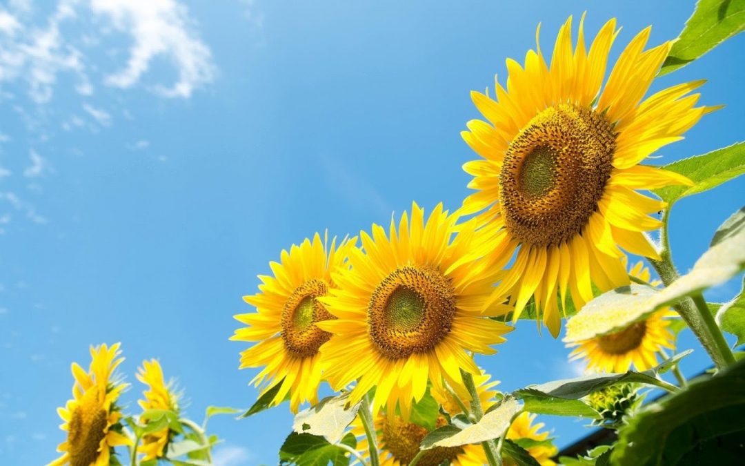 Sunflower Oil