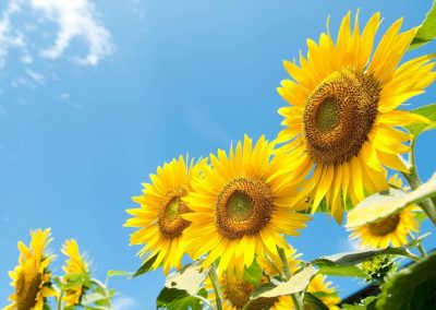 Huile végetale de tournesol