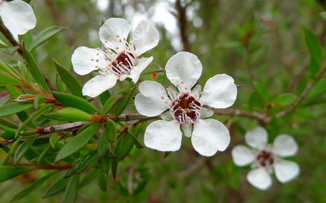 Tea tree essential oil