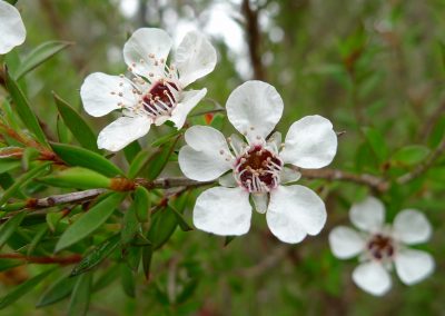 Tea tree essential oil