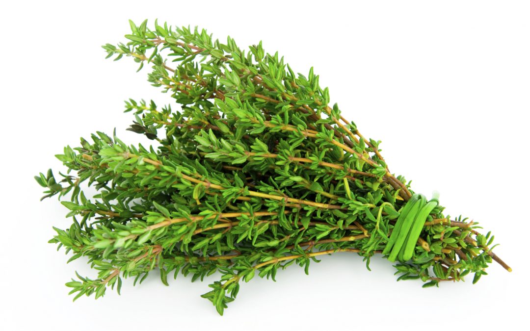 Thyme herbs