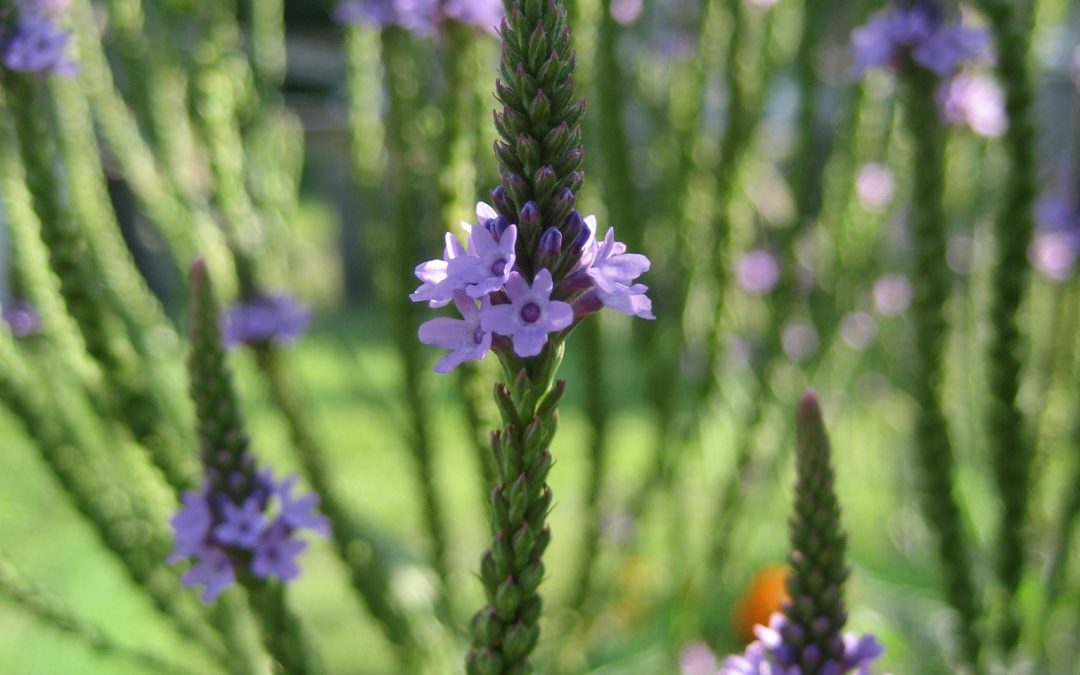 Exotic verbena essential oil