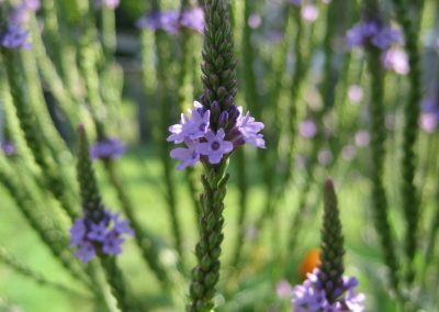 Exotic verbena essential oil