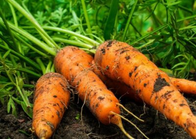 Huile essentielle de carrot