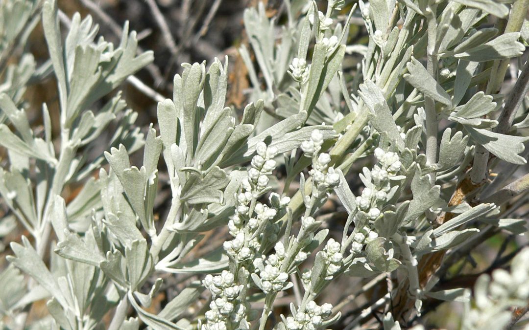 White artemesia herb