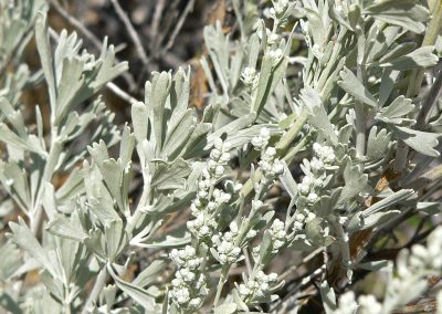 White artemesia herb