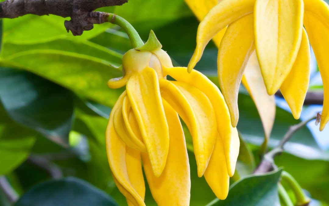 Huile essentielle ylang ylang