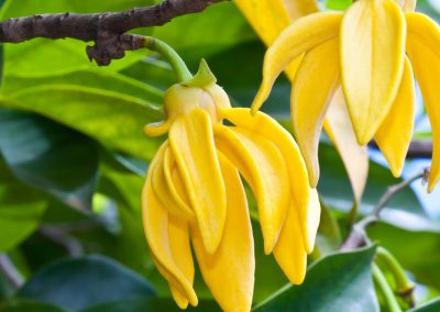 Huile essentielle ylang ylang