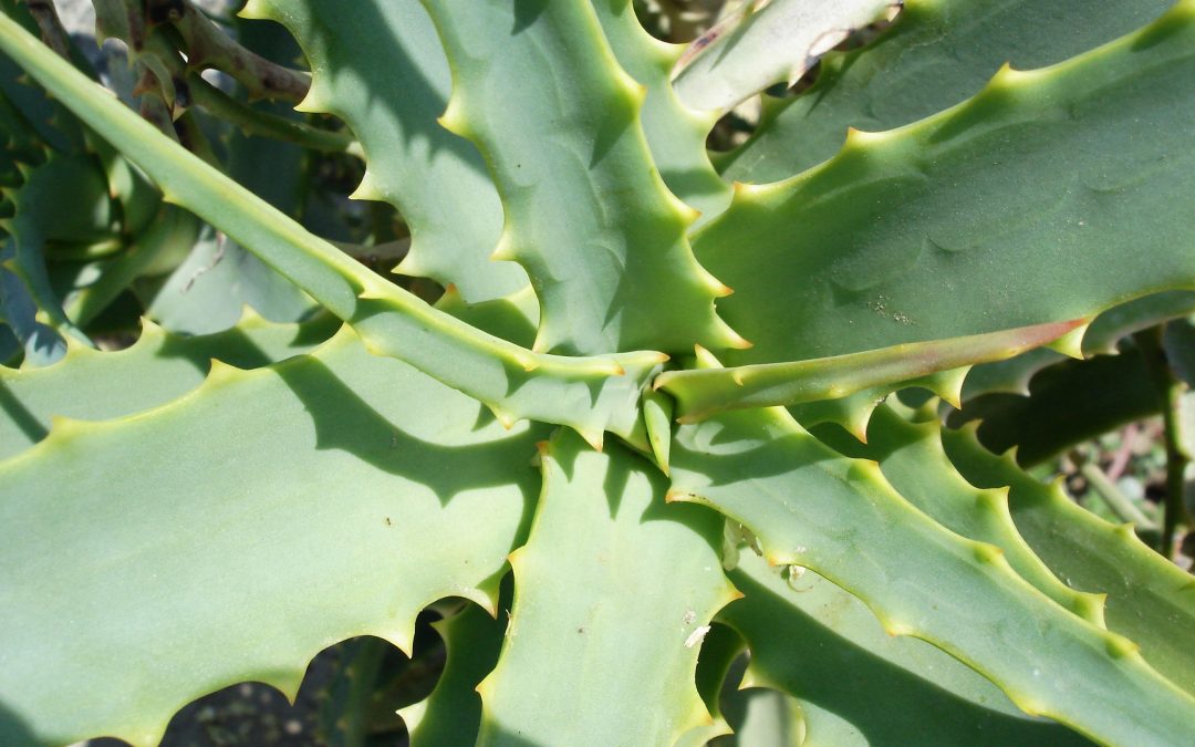 Aloe Vera Oil