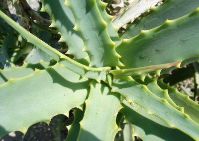 Huile végétale d’Aloe Vera