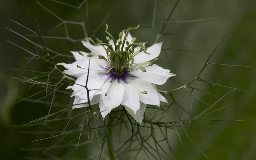 Black Seed vegetable Oil