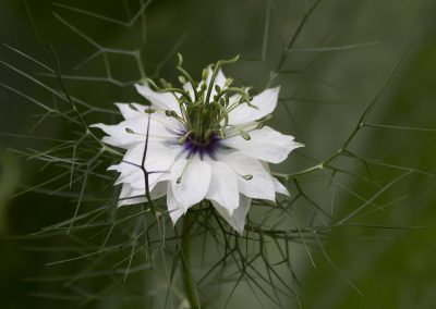 Black Seed vegetable Oil