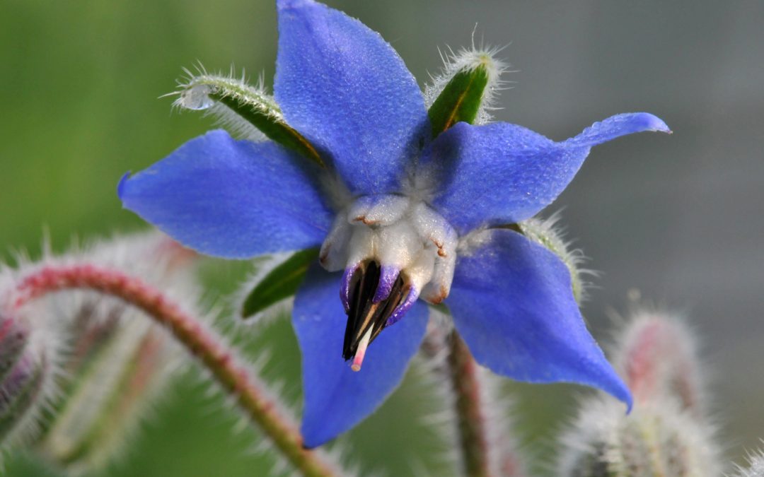 Borage vegetable Oil