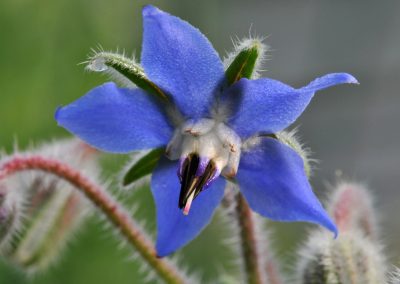 Borage vegetable Oil