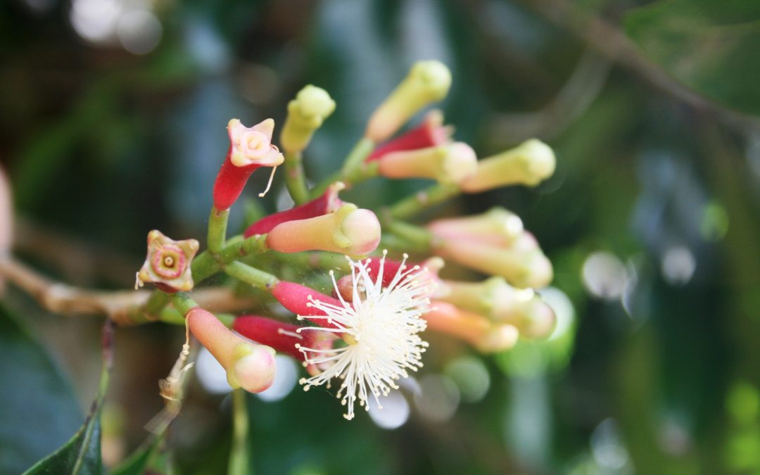 Clove essential oil